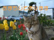 「東光生花店」　（北海道紋別郡滝上町）の花屋店舗写真1